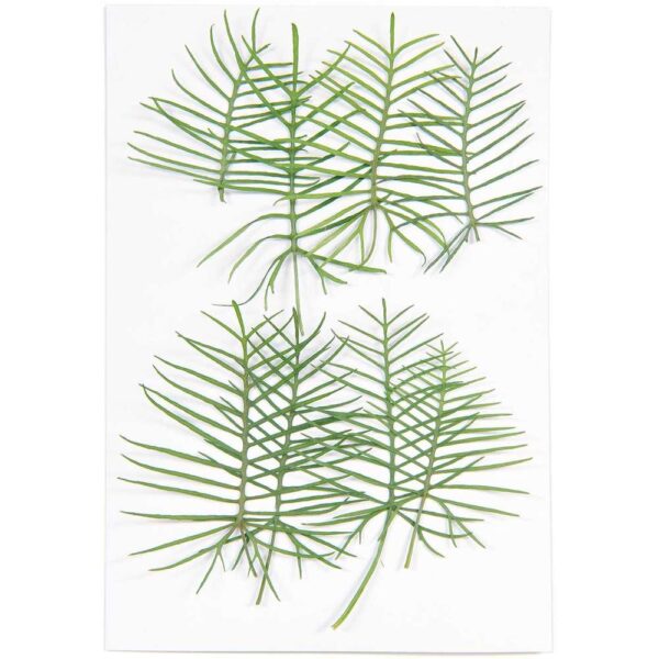 Rico Design - Plantes pressées, Ipomées, 6 pcs