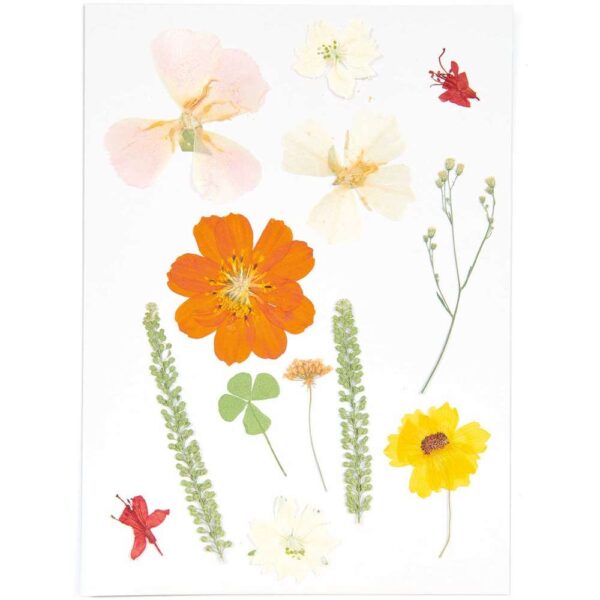 Rico Design - Fleurs pressées, set mixte nature orange 13 pcs