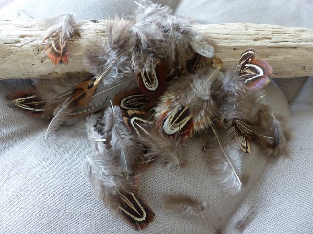 P1030767_ml KP - Plumes de Faisan 3-9 cm – Image 1