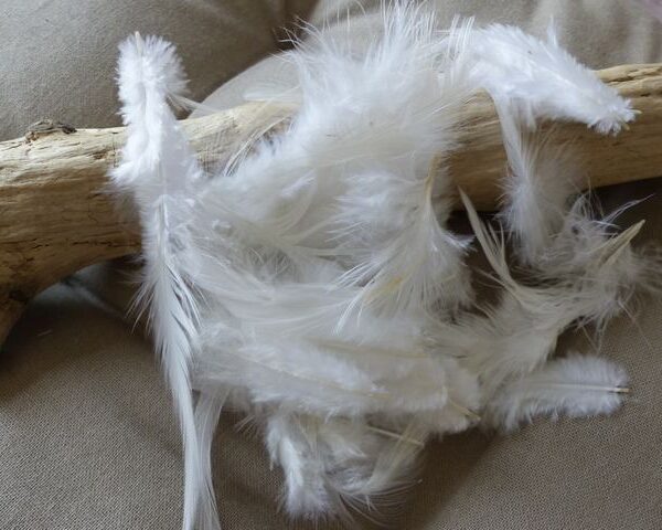 KP - Plumes de Coq 10 cm coloris Blanc