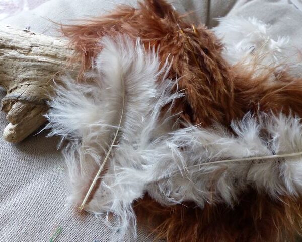 KP - Plumes de Marabout 10 cm coloris Multicolore Marron